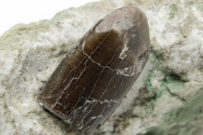 Sauropod Dinosaur (Diplodocus) Tooth Tip - Colorado #222449